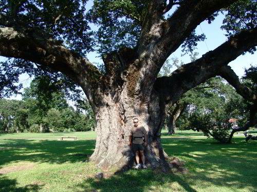 The tree measures just under 49 feet in height, and its maximum limb spread stretches 154.5 feet.