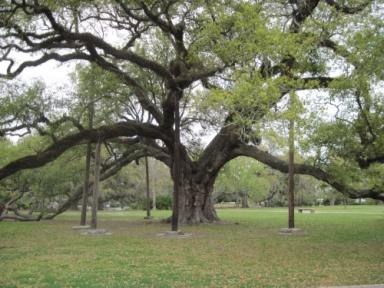 Famous Oaks 