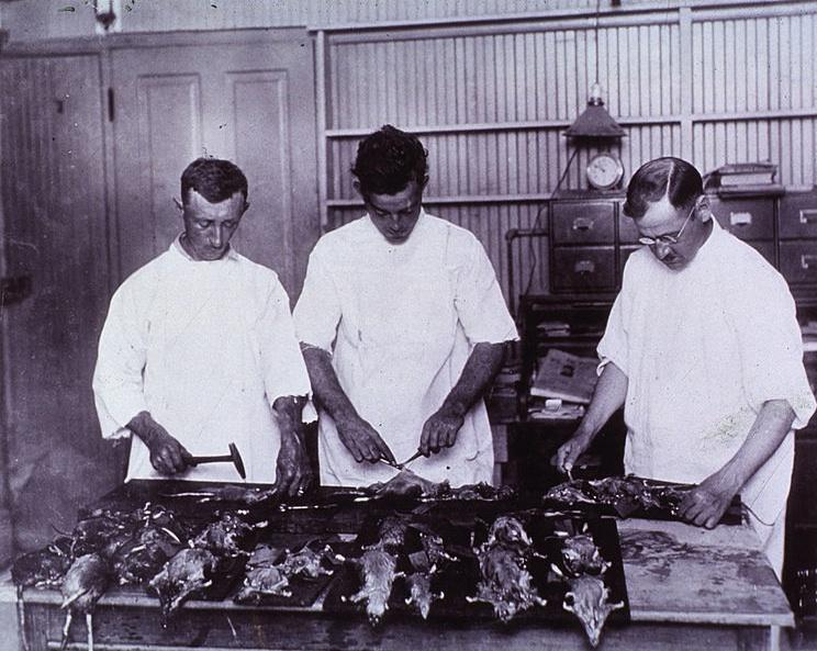Examining Rats for Bubonic Plague