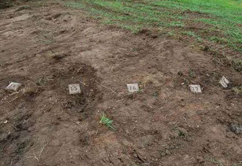 Markers uncovered during preparation for Katrina Memorial. No known burial lists connect these markers with those interred beneath.