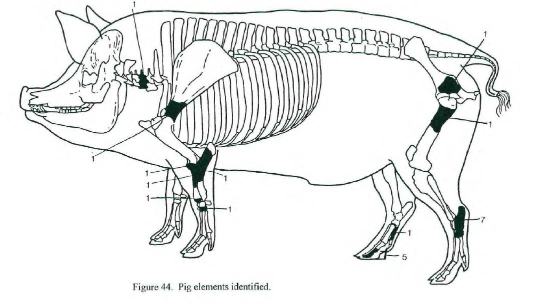Illustration showing identified elements of pig bone from prison excavations.