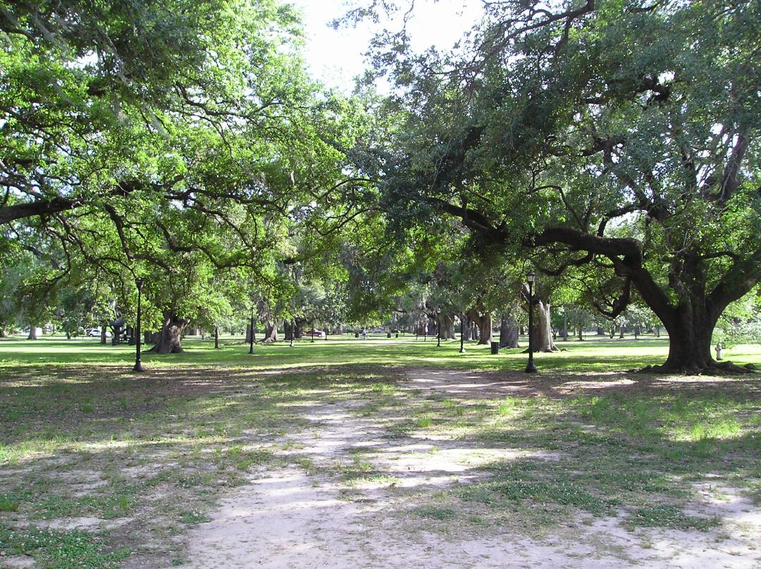 The Foucher Alley of Oaks