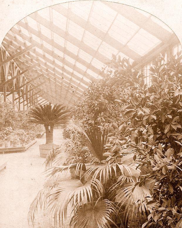 Alley of Oaks and the 1884 Cotton Centennial Exposition