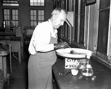 Technician Removing Fleas from Rats to Make Injection Fluid