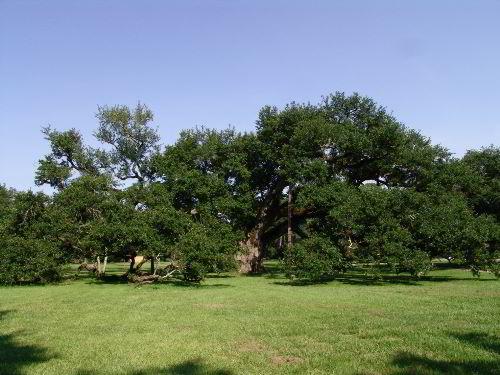 Estimated to be between 300 and 600 years old.
