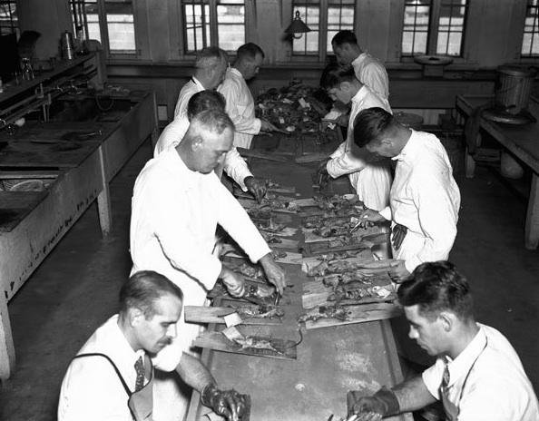 Preparing Rats to be Tested for Diseases