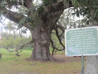 Dueling Oak 